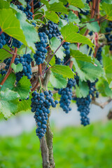 Naklejka premium Bunches of ripe blue grapes hanging from lush green vines in a vineyard