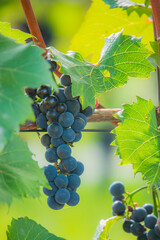 Naklejka premium Bunches of ripe grapes hanging on a lush vine under bright sunlight