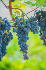 Naklejka premium Vibrant clusters of ripe grapes hang from lush green vines under soft sunlight