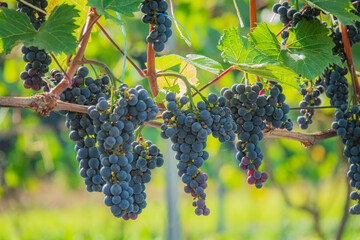 Naklejka premium Grapes cluster beneath a warm sun, thriving in the lush vineyard's embrace