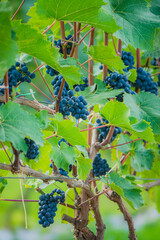 Naklejka premium Lush vineyard filled with ripe blue grapes basking in warm sunlight