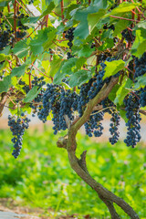 Naklejka premium Bountiful vineyard displaying ripe grapes ready for harvest in warm afternoon sunlight