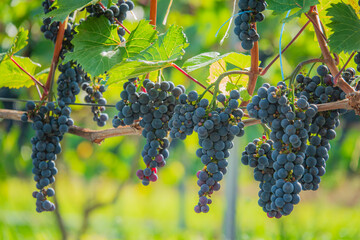 Naklejka premium Vibrant grape clusters hang from verdant vines in a sunlit vineyard setting