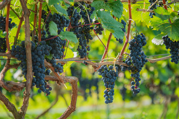 Naklejka premium Rich clusters of ripe grapes hang along the vineyard, basking in the golden sunlight of autumn