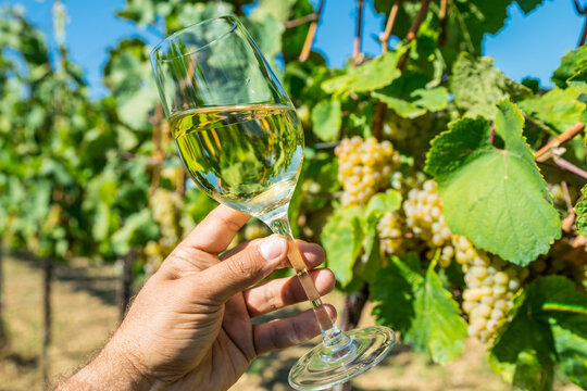 Hand holding glass of chilled white wine in front of lush green vineyard.