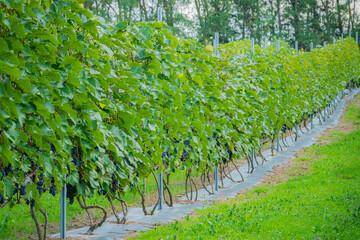 Naklejka premium Lush green vineyard rows stretching under a serene sky in late afternoon light