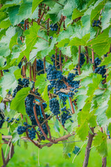 Naklejka premium Bountiful grapevines drape lush greenery under soft sunlight in a vibrant vineyard