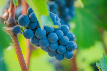 Naklejka premium Ripening grapes on a vine in a lush vineyard on a sunny day
