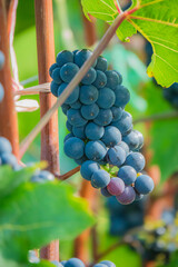 Naklejka premium Bunches of ripe grapes hang vibrantly in a sunlit vineyard during harvest season