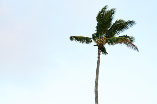 Palm tree with green leaves on Oahu