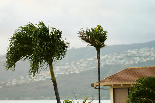 Palm trees blowing in wind with hillside homes in Oahu, Hawaii