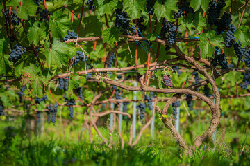 Naklejka premium Vibrant vineyard scene showcasing lush grapevines under bright sunlight