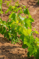 Naklejka premium Vibrant green grapevines thriving in warm sunlight on fertile soil