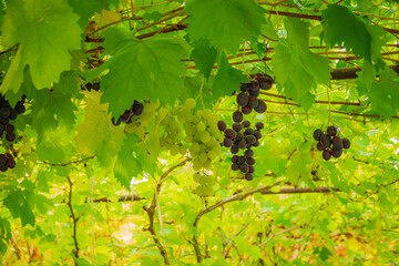 Naklejka premium Lush vineyard adorned with ripe grapes surrounded by vibrant green foliage