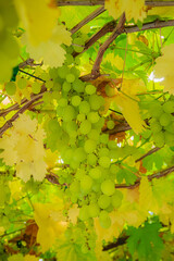 Naklejka premium Vibrant green grapes hang gracefully beneath a canopy of colorful autumn leaves