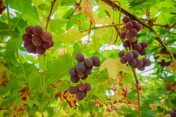 Naklejka premium Bunches of ripe grapes hanging under lush green vines in a vineyard on a sunny day
