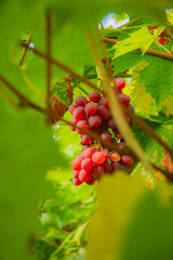 Naklejka premium Vibrant clusters of grapes peek through lush green leaves under a bright sky