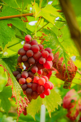 Naklejka premium Vibrant red grapes hanging from lush green vines in a sunlit vineyard