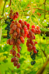 Naklejka premium Vibrant clusters of ripe grapes glowing in sunlight among lush green leaves