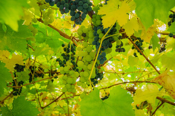Naklejka premium Grapes ripening under the sun among vibrant green leaves in a vineyard