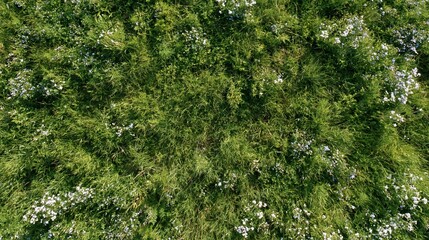 Naklejka premium Aerial top-down view of a dense wild meadow filled with tall grass and scattered white and blue wildflowers