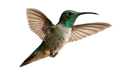 Fototapeta premium Iridescent green and white hummingbird hovering with wings spread wide