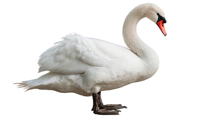 Elegant white mute swan standing with curved neck and orange beak © dominica