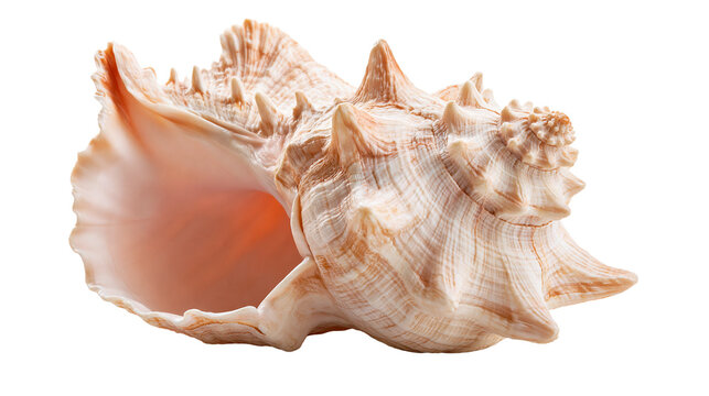 Spiky beige murex seashell with intricate spiral texture and wide open aperture