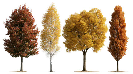 Four distinct deciduous trees with vibrant autumn foliage in red orange and yellow © dominica