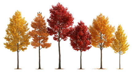 Row of deciduous trees with vibrant yellow orange, and red autumn foliage © dominica