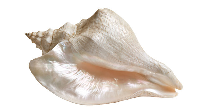 Large beige conch shell with pearlescent interior and textured spiral surface