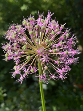 Ornamental onion (Allium spp.) &mdash; spherical cluster of star‑shaped purple flowers