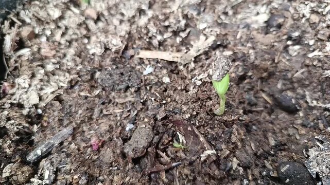 Watermelon Seedling Germinating in Soil with Seed Coat Attached