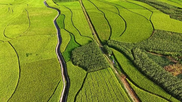 Cinematic aerial: Elderly farmer on an electric scooter crossing a dirt intersection among mixed crop fields.