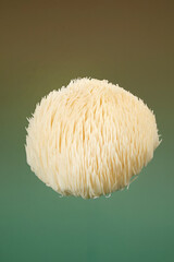 Single fresh Lion’s Mane mushroom (Hericium erinaceus) isolated against a soft green background, emphasizing its delicate spines and distinctive form for food and botanical concepts. © DEWINs