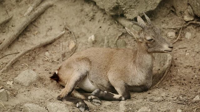 Mountain goat. Goat relax outdoor. Wild animal on summer. Wild animal in zoo. Mountain goat in wildlife. 4k footage