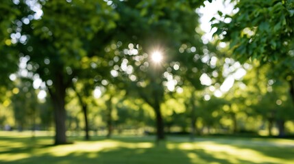 Naklejka premium The Sunlit Park Through Blurred Green Canopy at Dawn Reveals Tranquil Moments