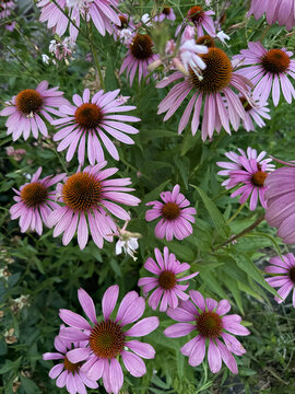 Purple coneflower (Echinacea purpurea) &mdash; vibrant pink‑purple perennial blooms