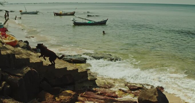 Limping Black Dog Walking Across Rocky Tropical Beach