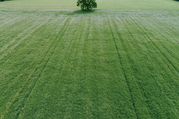 Naklejka premium The lone tree at the center of a vast green field
