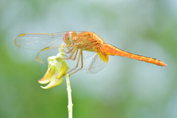 Yellow and black dragonfly perched on a plant stem with green background. © Golam Rob