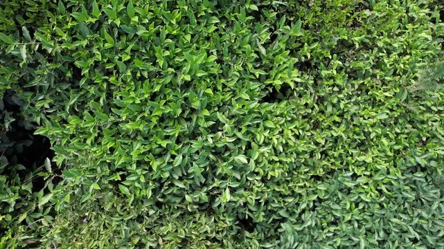 Tightly framed aerial view of glossy tea leaves growing in dense rows, highlighting the natural texture of a tea plantation crop, observed from above.