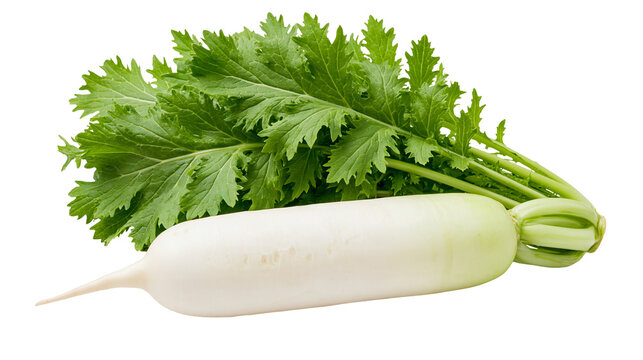 Fresh whole white daikon radish with long green leafy tops