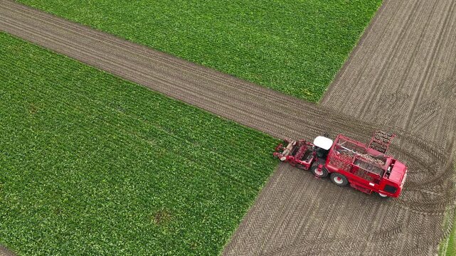 Sugar beet harvesting in a field where a machine picks up the beets and loads them in a trailer pulled by a tractor that is waiting next to the field.