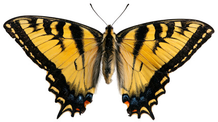Eastern tiger swallowtail butterfly with yellow and black striped wings © darietta