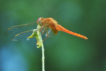Red dragonfly perched on a green plant stem with soft bokeh background. © Golam Rob