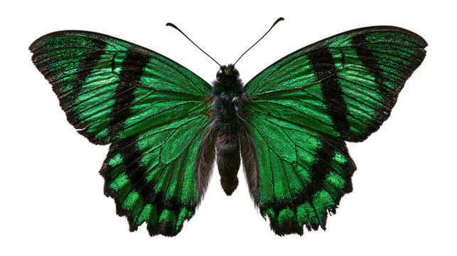 Emerald green and black patterned Papilio palinurus butterfly wings spread