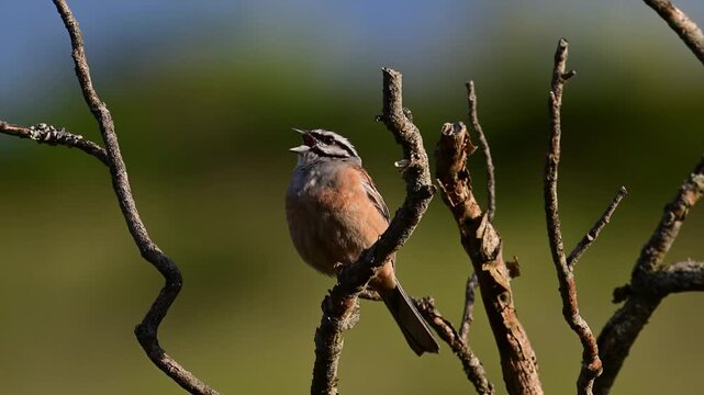 singing Rock bunting  // singende Zippammer  (Emberiza cia) - Picos de Europa, Spain