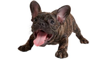 Brindle French Bulldog puppy with open mouth and tongue out © darietta