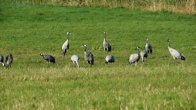 Kraniche fressen auf einer Wiese am G&uuml;nzer See